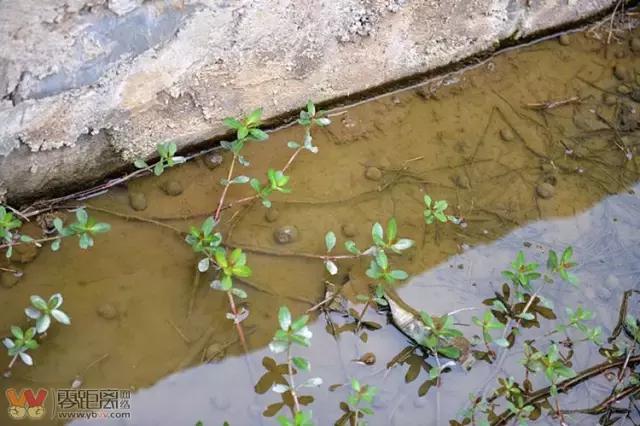 宜宾屏山蓝莓基地采摘园在哪,宜宾蓝莓采摘基地多久可以摘