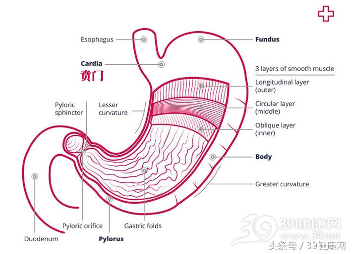 贲门癌打嗝越来越厉害是晚期吗,贲门癌早期会打嗝吗