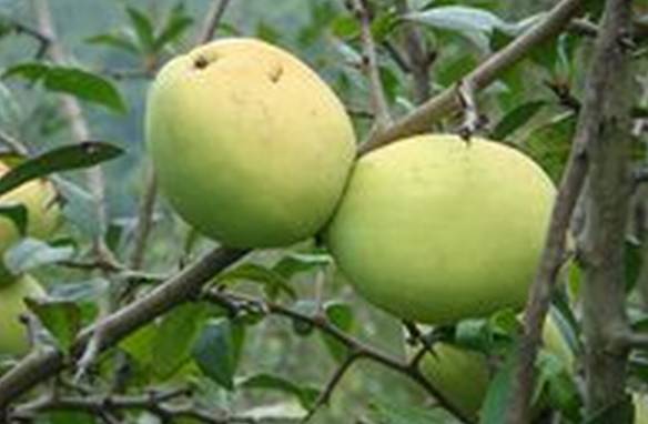 植物王国奇迹果,水果王国植物图鉴系列