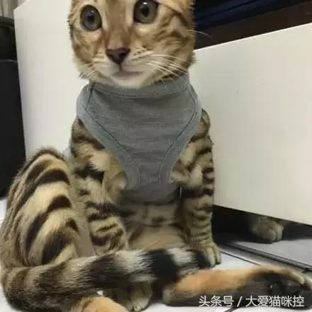 主人起床后发现脸上全是印泥，调查后发现，凶手是它