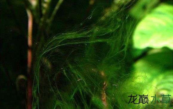 水草造景之我见-水草造景详细开缸教程及相关常见问题预防解答