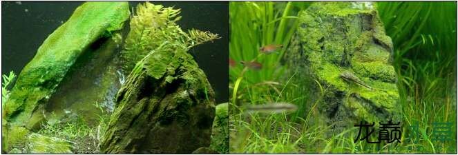 水草造景之我见-水草造景详细开缸教程及相关常见问题预防解答