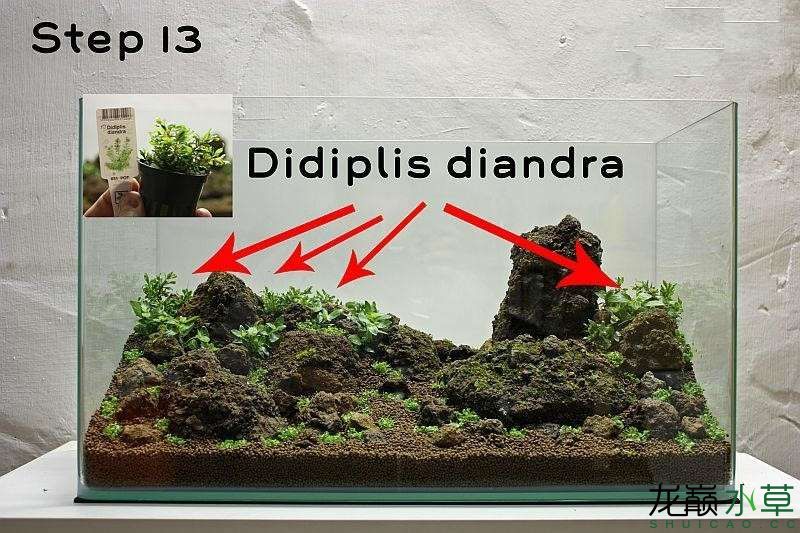 水草造景之我见-水草造景详细开缸教程及相关常见问题预防解答