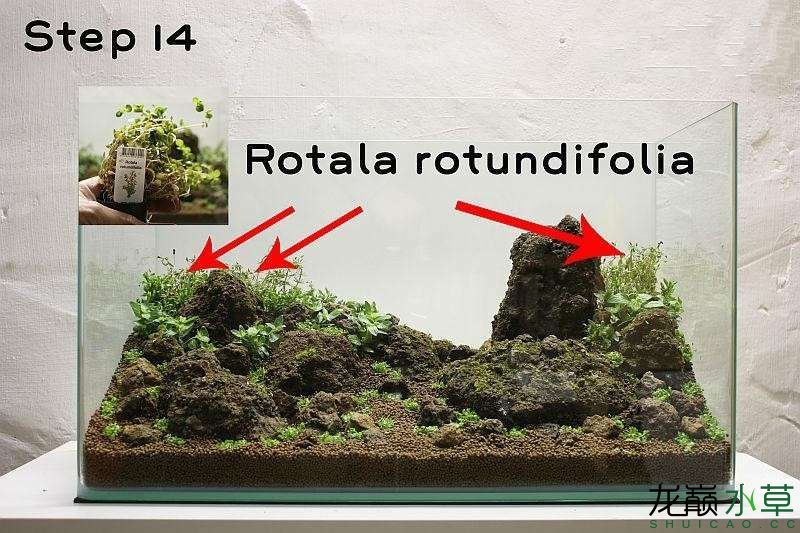 水草造景之我见-水草造景详细开缸教程及相关常见问题预防解答