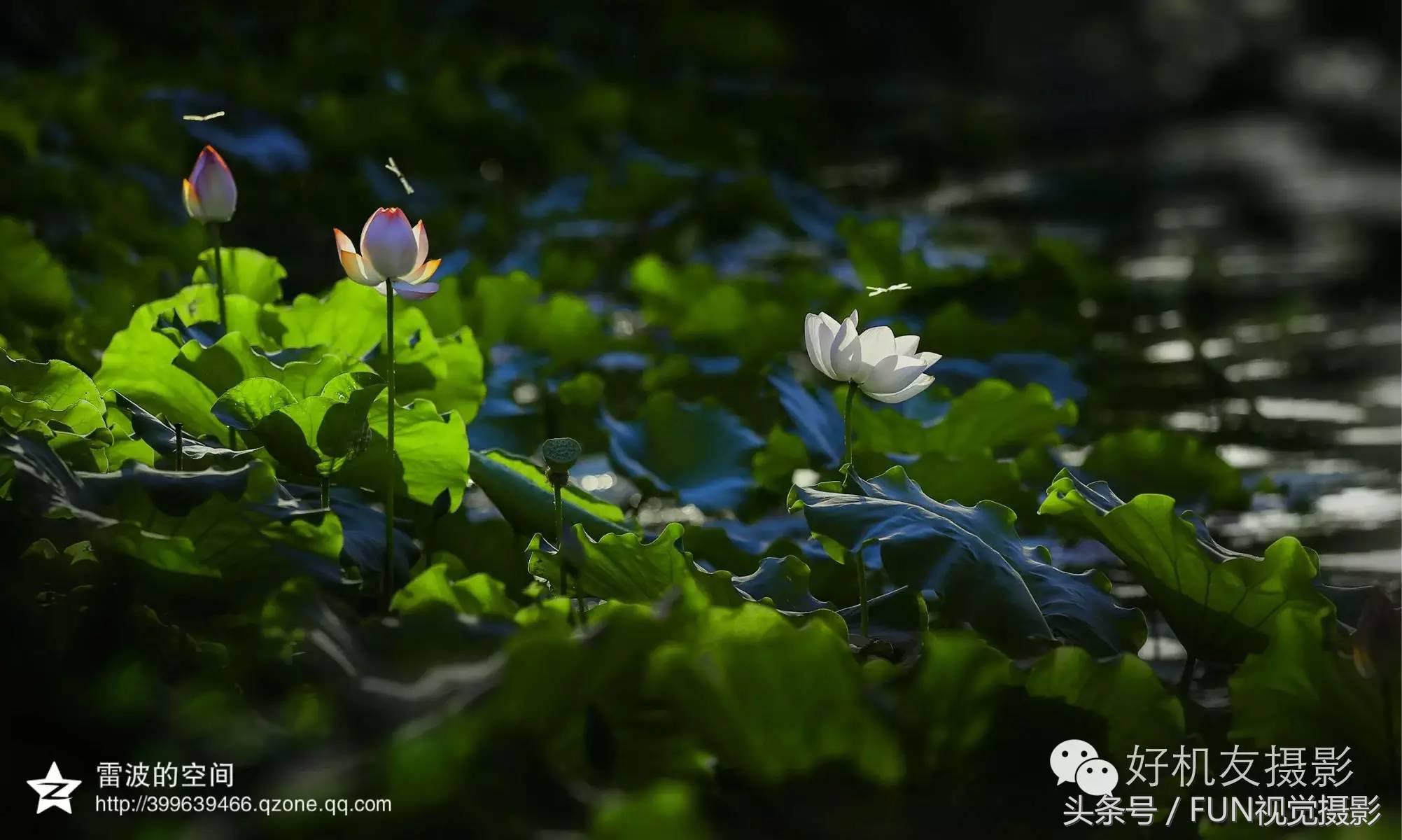 花卉创意摄影作品欣赏,花卉创意摄影十个技巧是什么