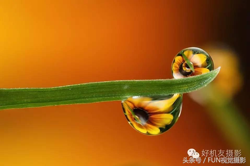 花卉创意摄影作品欣赏,花卉创意摄影十个技巧是什么