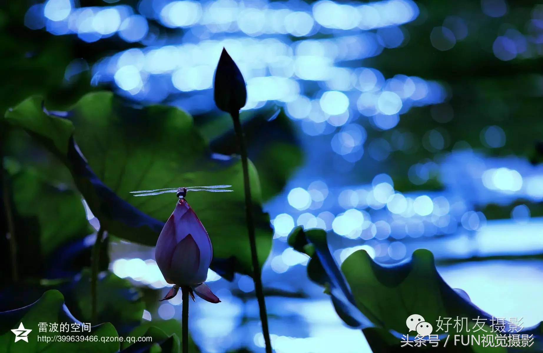 花卉创意摄影作品欣赏,花卉创意摄影十个技巧是什么