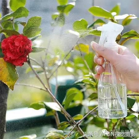 花卉创意摄影作品欣赏,花卉创意摄影十个技巧是什么