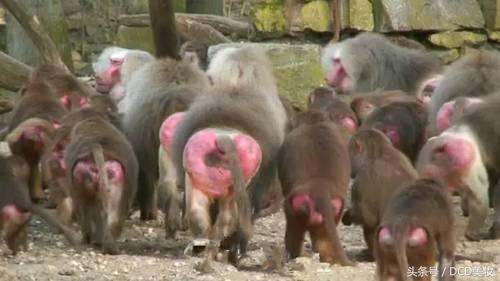 打了腮红之后更丑了,感觉打了腮红更丑了