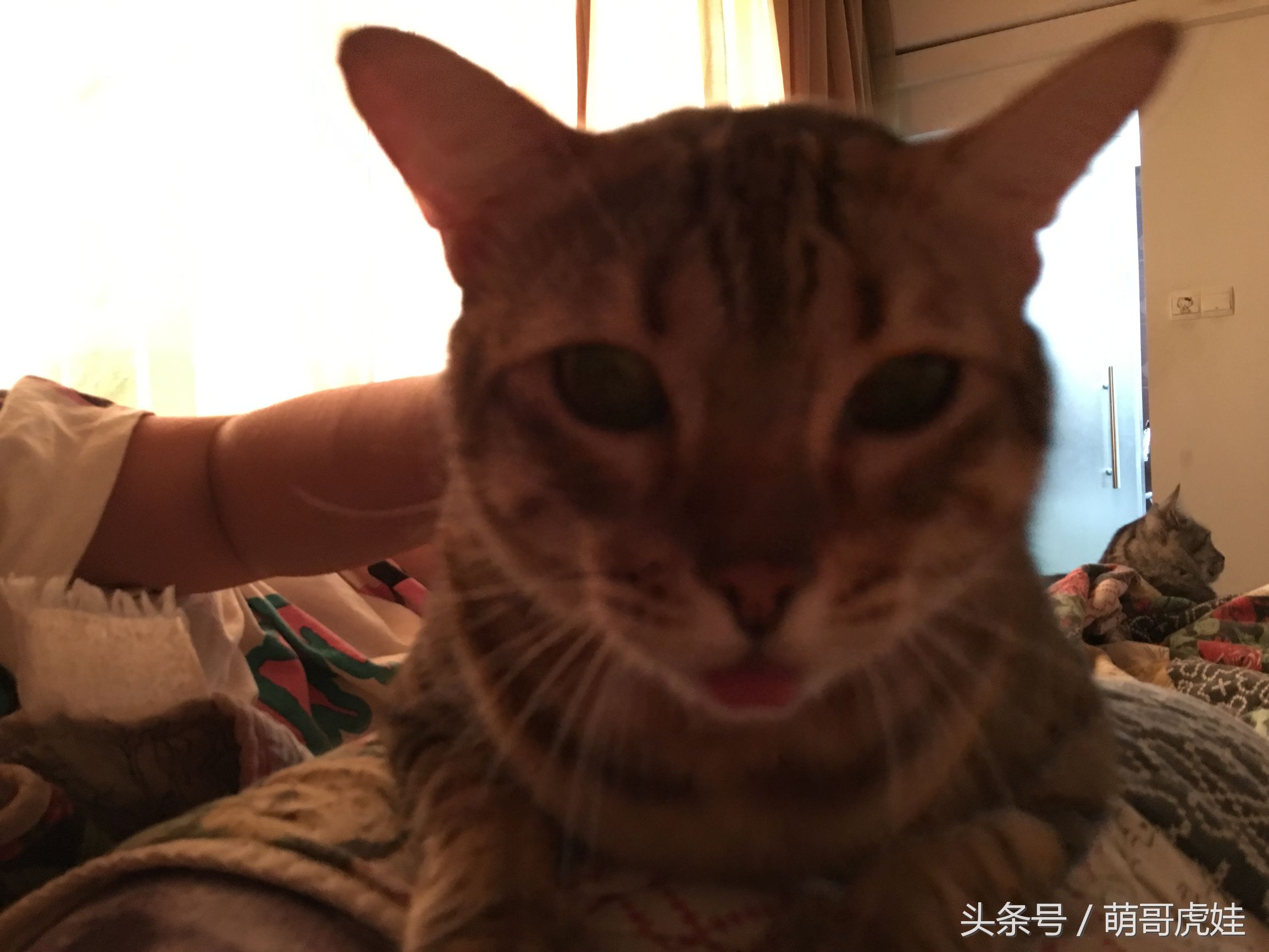 小猫被铲屎官的呼噜惊呆,铲屎官忍不住对小猫下手