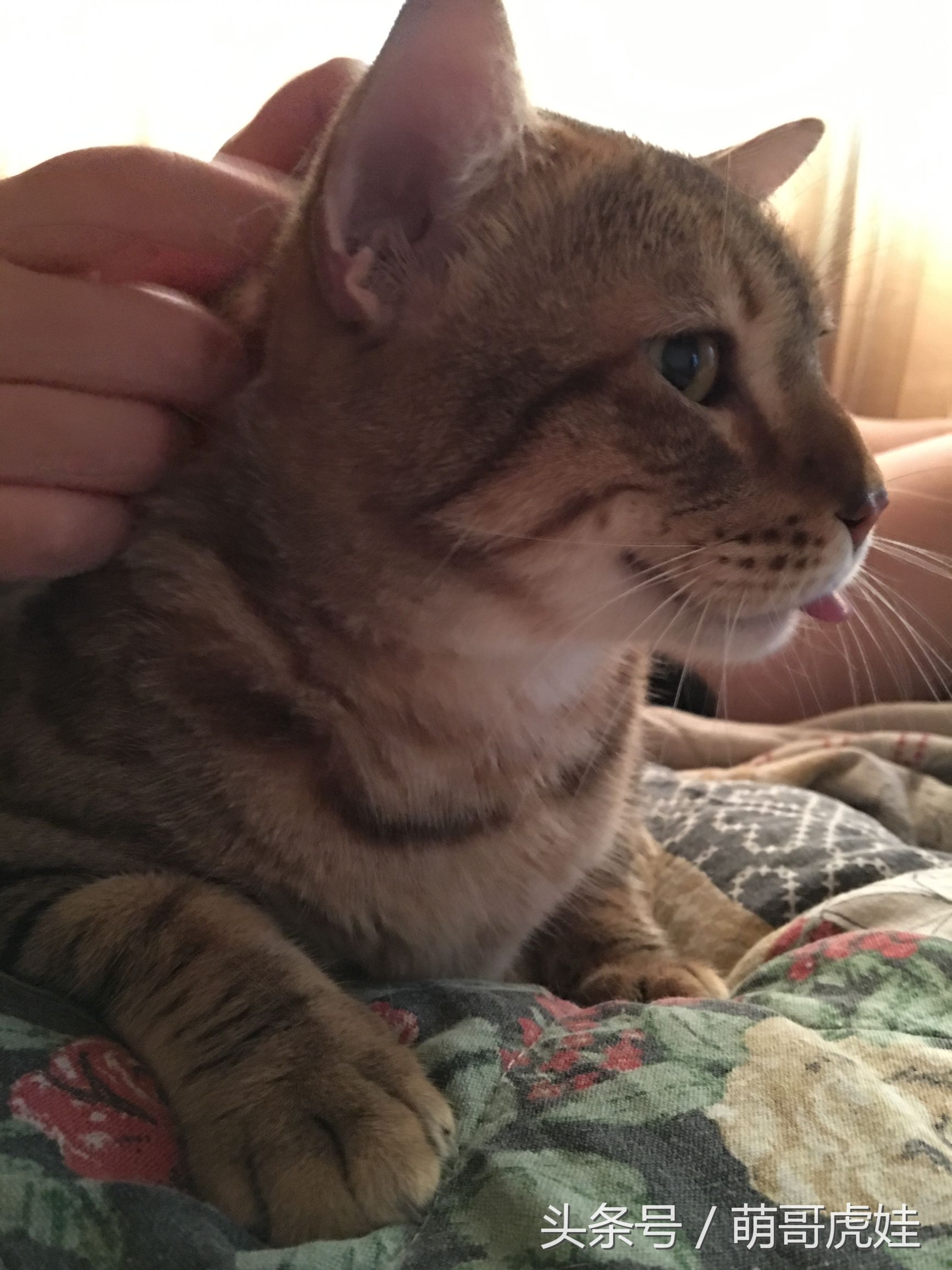 小猫被铲屎官的呼噜惊呆,铲屎官忍不住对小猫下手