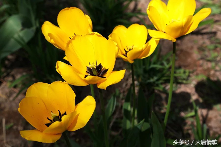 郁金香盛开的美丽,郁金香绽放在波斯湾上空