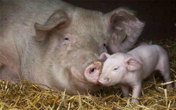 后备母猪怎么能得子宫炎,治疗母猪子宫炎清洗用什么药