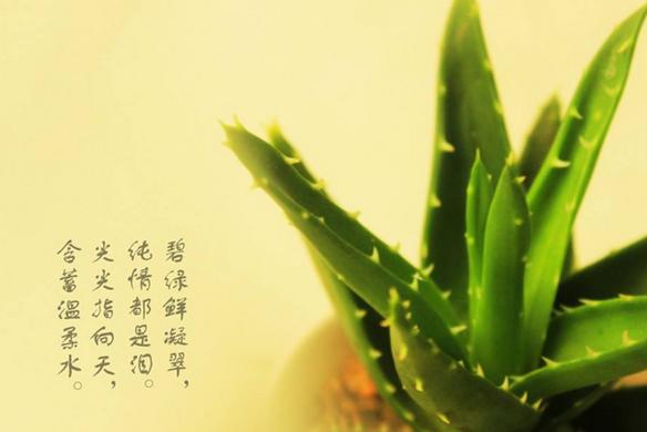 哪种芦荟产品是纯天然的,购买芦荟的美容护肤产品