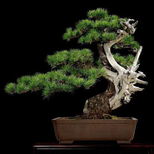 火棘树桩盆景图片,火棘吉祥果盆景树桩四季常绿