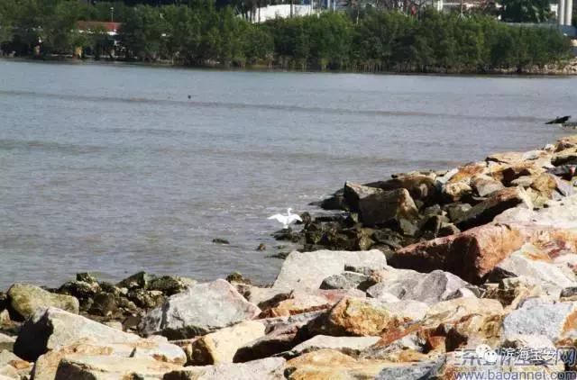 4条社区微巴直达西湾公园，这个“五一”来宝安看海天美景