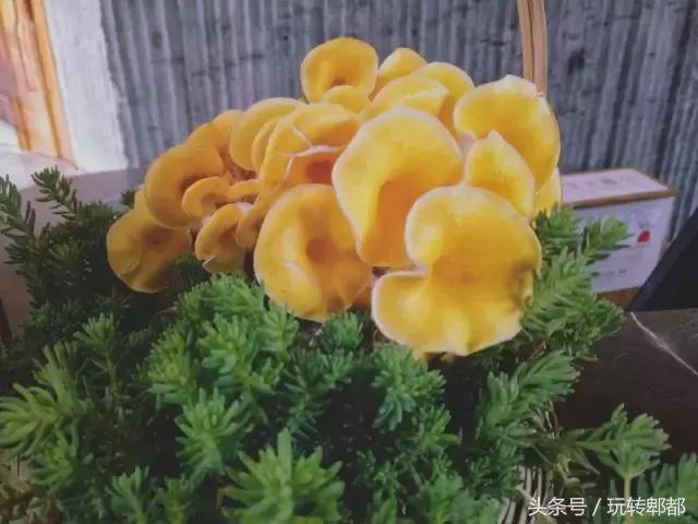 崇州除了街子古镇，原来还有那么多美景？