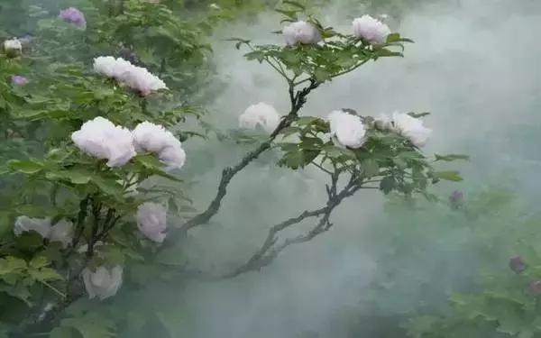 莫负春光辽宁赏花踏青攻略来了,辽宁最美十大花海