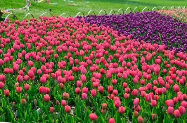 莫负春光辽宁赏花踏青攻略来了,辽宁最美十大花海