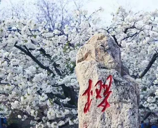 莫负春光辽宁赏花踏青攻略来了,辽宁最美十大花海