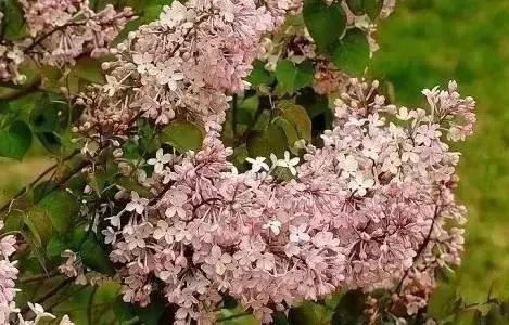 莫负春光辽宁赏花踏青攻略来了,辽宁最美十大花海