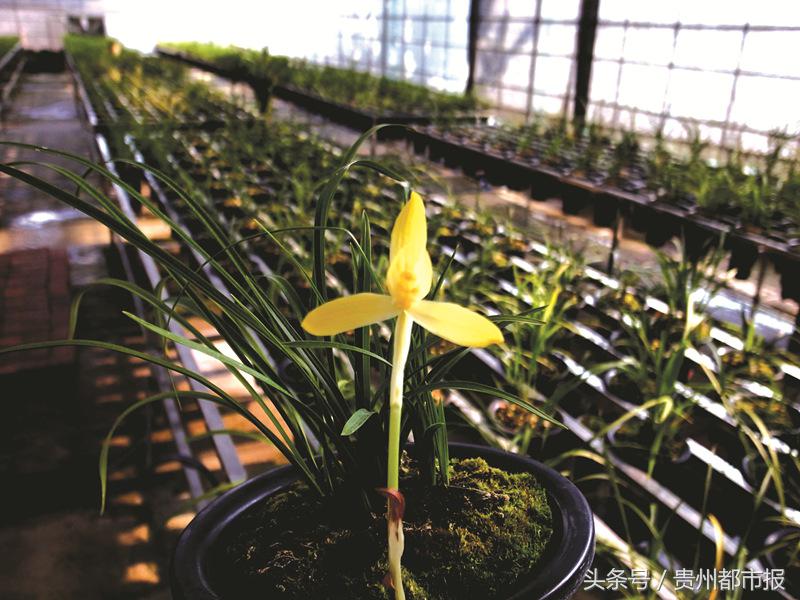 化腐朽为神奇！兰农手中买下两株春兰，渣渣坡上种出金奖