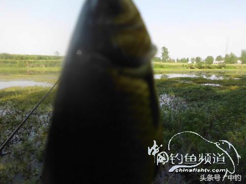 假日野钓鲫鱼,假日河边钓鲫鱼