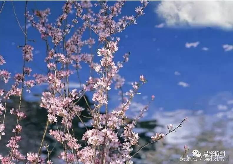 创文明城市特别策划：“我眼中最美春天”随后拍作品7