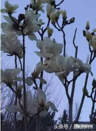 创文明城市特别策划：“我眼中最美春天”随后拍作品7