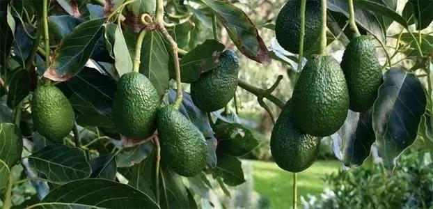 美妆干货：乳木果和牛油果是不是同一个东西？