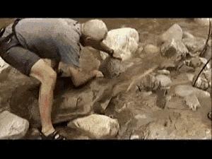 被哈士奇带大的狼，丧失狼族尊严，在家里经常被猫咪暴打