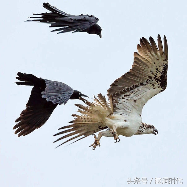 来！给鸦哥上支烟！