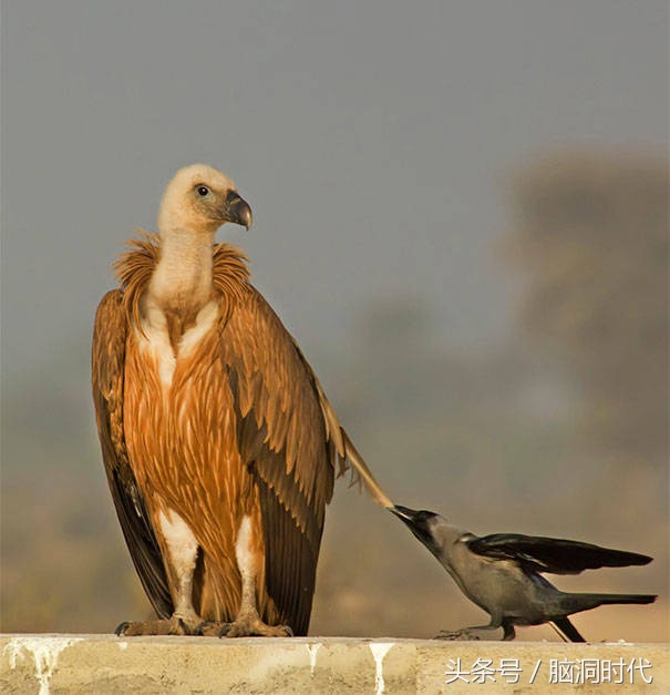 来！给鸦哥上支烟！