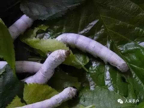 可爱的蚕宝宝怎么做,可爱的蚕宝宝