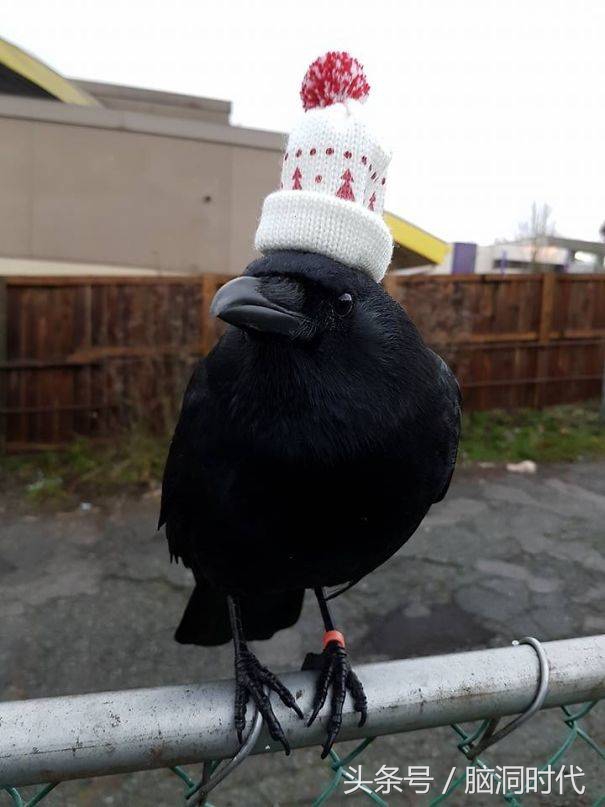 来！给鸦哥上支烟！