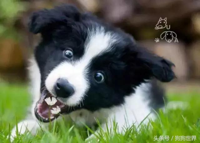 狗狗疫苗打几联比较好,狗狗打疫苗后注意事项