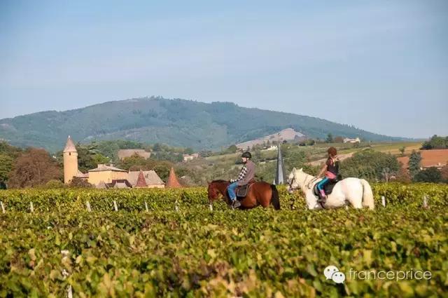 法国博若莱康帝旧桶红酒怎么样,法国2023年博若莱新酒