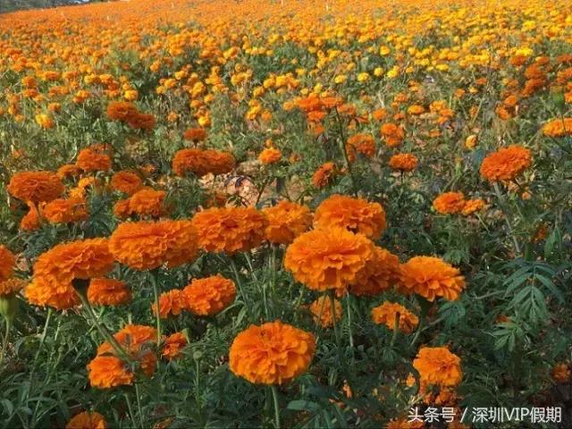 从化毅华温泉特色,从化毅华温泉旅游攻略
