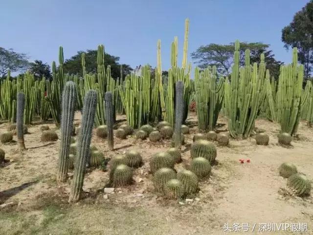 从化毅华温泉特色,从化毅华温泉旅游攻略