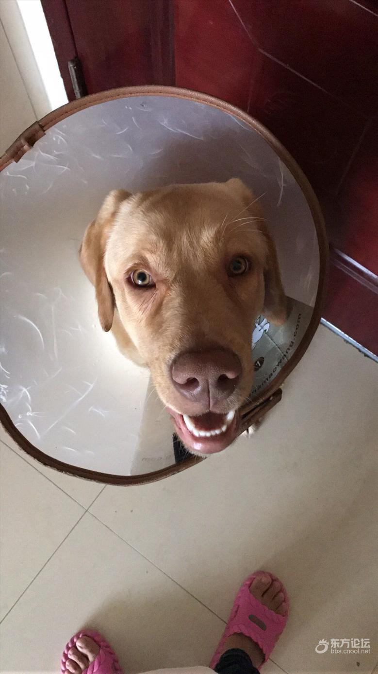 未婚夫的狗咬了我的狗，婚后岂不更糟？我宁愿分手