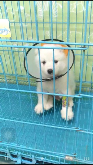 萨摩耶幼犬得了细小治得好吗,小狗狗得了冠状病怎么治