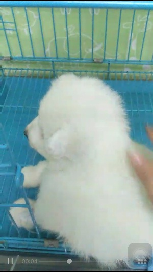 萨摩耶幼犬得了细小治得好吗,小狗狗得了冠状病怎么治