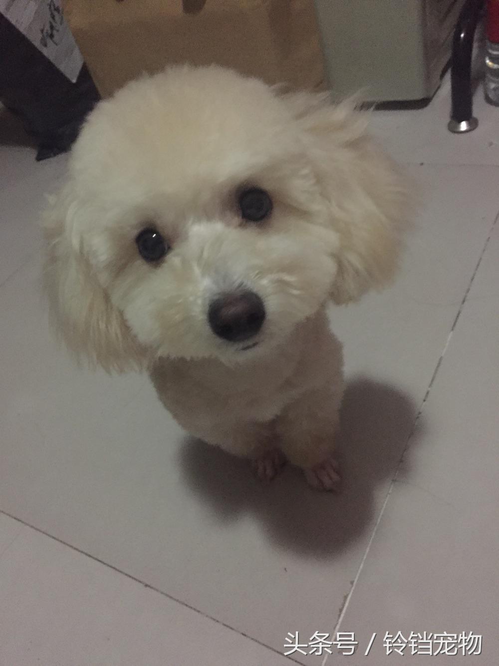 针梳拉毛 (针梳拉毛出红点子怎么办)