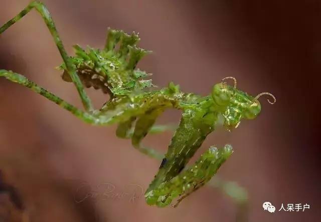 集结拍案称奇的拟态大师