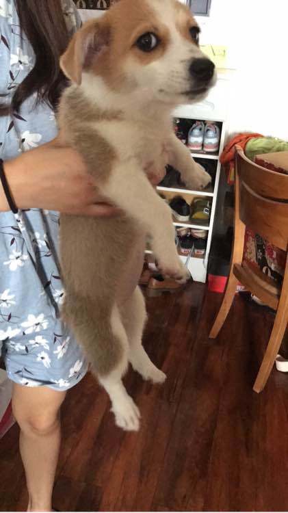 网上6000块买的柯基,市场价6000元的柯基