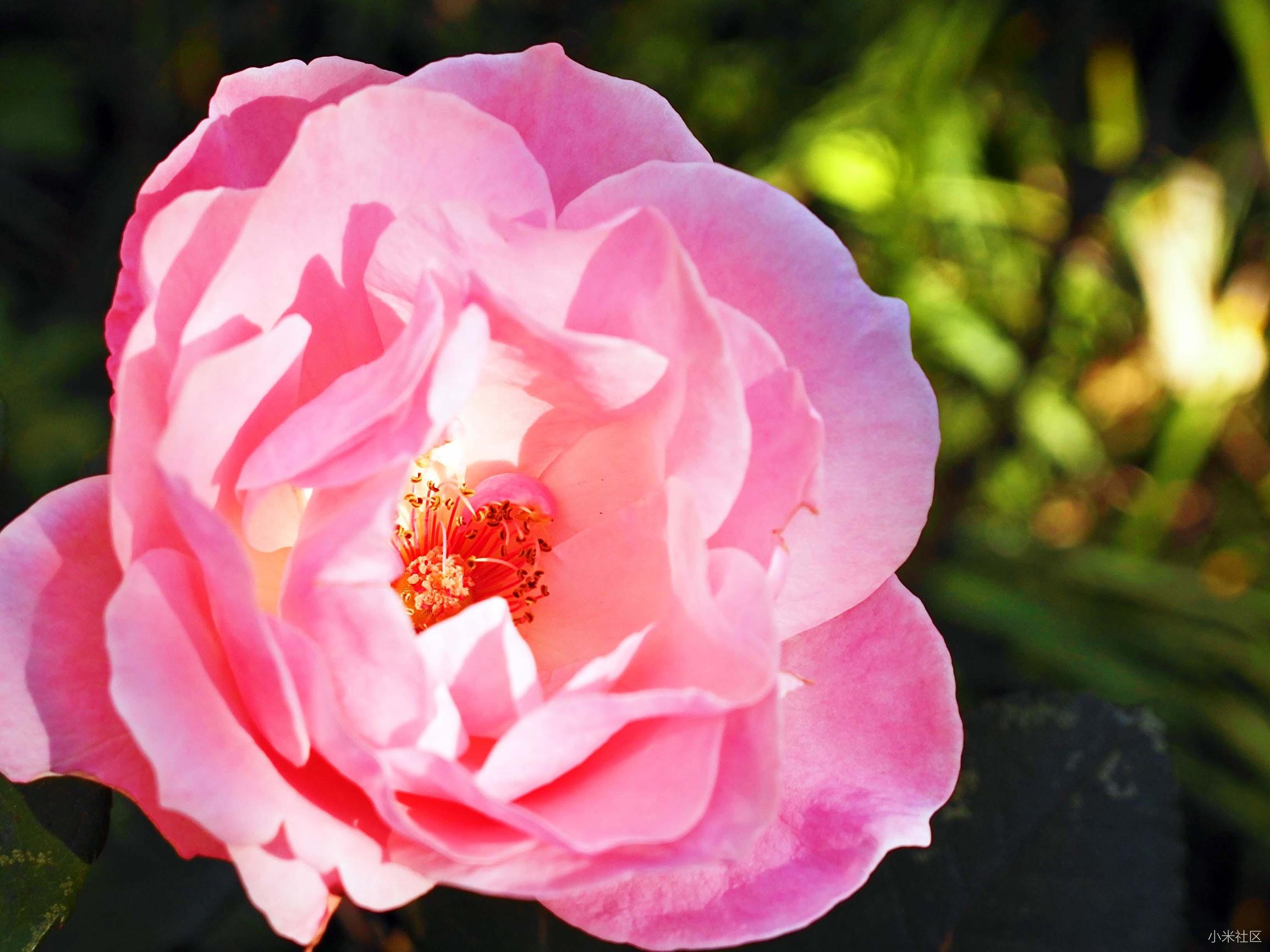 小蚁微单拍摄效果,小蚁微单拍摄技巧大全