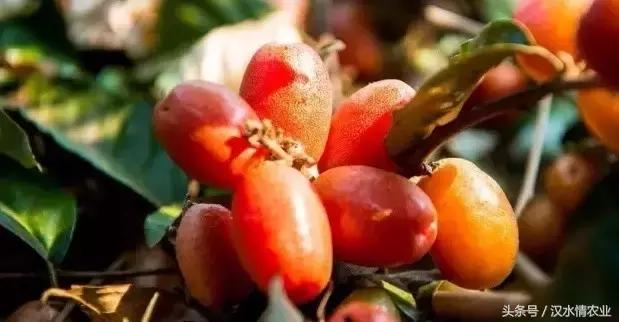 羊奶果酸酸甜甜,羊奶果酸酸甜甜的