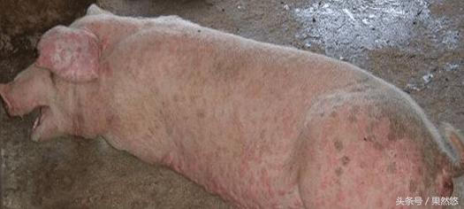 猪呼吸困难有点喘发烧怎么治,猪腹式呼吸困难咋治