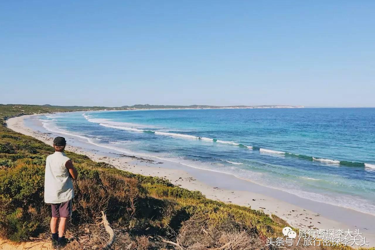 中国哪里可以抱考拉,全球哪里可以抱考拉