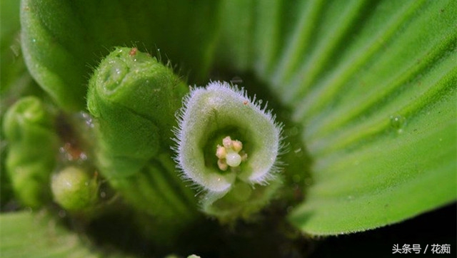 芙蓉莲怎么养才好,放到水里会开的荷花